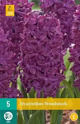 Hyacint Woodstock bloembollen 5 bollen Hyacint JUB - Jub
