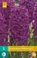 Hyacint Woodstock bloembollen 5 bollen Hyacint JUB - Jub - thumbnail
