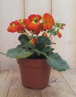 3 stuks! Pantoffelplant rood Calceolaria Warentuin Natuurlijk - Warentuin natuurlijk - thumbnail