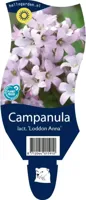 Campanula lact. Loddon Anna vaste plant Griffioen - Griffioen - thumbnail