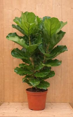 Tabaksplant Ficus Lyrata kamerplant potmaat 28 cm H120-140 Warentuin Natuurlijk - Warentuin natuurlijk