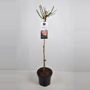 Grootbloemige roos op stam (rosa "Chippendale"®) - Op stam 90 cm - 1 stuks