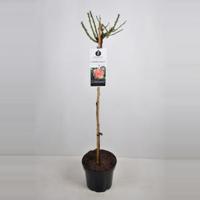 Grootbloemige roos op stam (rosa "Chippendale"®) - Op stam 90 cm - 1 stuks - thumbnail