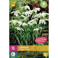 Galanthus flore pleno 15 bollen - thumbnail
