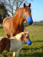 Anti-graas Zephyr Short Cob (Volbloed) - thumbnail