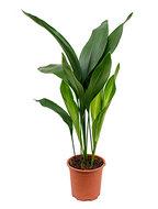Aspidistra elatior S kamerplant