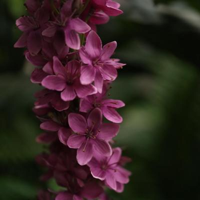 Eremurus Kunsttak 110cm Paars