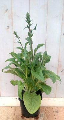 Vingerhoedskruid Digitalis purpurea roze 40 cm Warentuin Natuurlijk - Warentuin natuurlijk