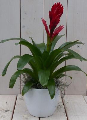 Bromelia witte pot 30 cm Warentuin Natuurlijk - Warentuin natuurlijk Bromelia witte pot 30 cm Warentuin Natuurlijk - Warentuin natuurlijk