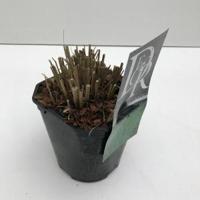 Prachtriet (Miscanthus sinensis "Morning Light") siergras - In 2 liter pot - 1 stuks - thumbnail