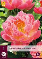 Pioenroos Paeonia pink hawaiian coral - thumbnail