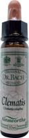 Ainsworths Clematis Bach 10 Milliliter - thumbnail