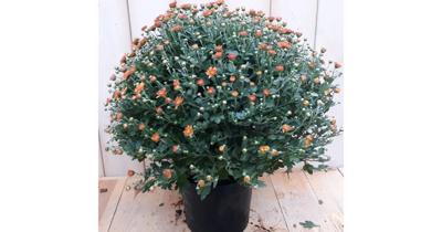 Bol Chrysant koper Warentuin Natuurlijk - Warentuin natuurlijk