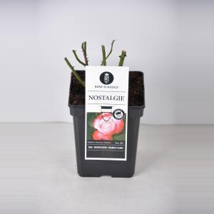 Grootbloemige roos (rosa "Nostalgie"®) - C5 - 1 stuks