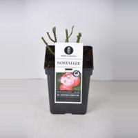 Grootbloemige roos (rosa "Nostalgie"®) - C5 - 1 stuks - thumbnail