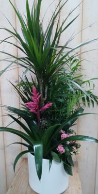 Bromelia roze plantenbakje binnen Warentuin Natuurlijk - Warentuin natuurlijk