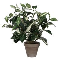 Cordyline h35 d25 cm groen in pot Stan d11,5 cm grey Mica Decorations Edelman - E-Retail - Mica decorations - thumbnail