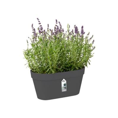 Elho loft urban wall duo wandbak 28 cm antraciet - thumbnail