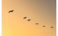 Goossens Schilderij Fly Bird, 148 x 98 cm - thumbnail