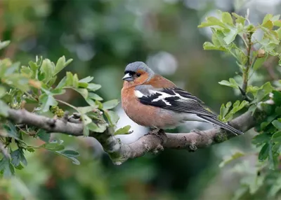 Alexsar Art Tuinschilderij boekvink 70x50cm