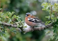 Alexsar Art Tuinschilderij boekvink 70x50cm - thumbnail