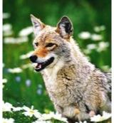 Animal Essences Coyote (prairiewolf) 30 Milliliter Animal Essences Coyote (prairiewolf) 30 Milliliter