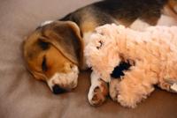 Pup knuffel flamino roze - thumbnail