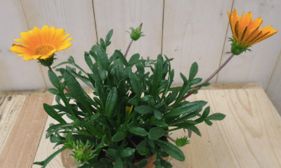 3 stuks! Perkplant Gazania geel Warentuin Natuurlijk - Warentuin natuurlijk