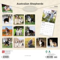 Australian Shepherd Kalender 2026 - thumbnail