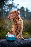 Orbiloc Dog Dual Geel Kunststof Hond Halsbandbatterij - thumbnail