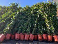 Klimop - Hedera - hoogte 200-220 cm - thumbnail