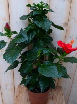 Hibiscus Newbiscus Grootbloemig rood 50-70 cm Warentuin Natuurlijk - Warentuin natuurlijk Hibiscus Newbiscus Grootbloemig rood 50-70 cm Warentuin Natuurlijk - Warentuin natuurlijk