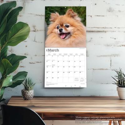 Pomeranian Kalender 2026 Pomeranian Kalender 2026
