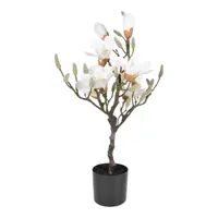 Magnolia boom h60cm - thumbnail