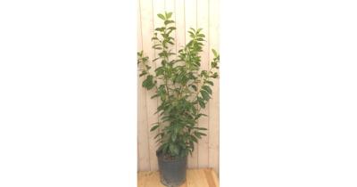 Prunus Rotundifolia 160 cm Laurier Warentuin Natuurlijk - Warentuin natuurlijk