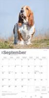 Basset Hound Kalender 2026 - thumbnail