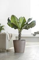 Ecopots Amsterdam kunststof bloempot Taupe - Ø 36,6 cm - thumbnail