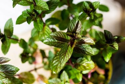 Munt, Chocolademunt Munt, Chocolademunt