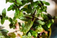 Munt, Chocolademunt - thumbnail