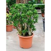 Crassula gollum XL kamerplant - thumbnail