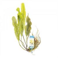 Aponogeton henkelianus - 3 stuks - aquarium plant - thumbnail