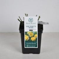 Engelse roos (rosa "The Poet's Wife"®) - thumbnail