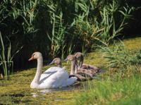 Zwaantjes 70x50cm Tuinschilderij Customize-it - Customize it - thumbnail