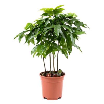 Castanospermum Australe Castano's P 17 cm Castanospermum Australe Castano's P 17 cm