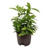 Dracaena surculosa M hydrocultuur plant - thumbnail