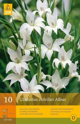 Gladiolus Colvillei Albus 10 st Jub Gladiool JUB - Jub