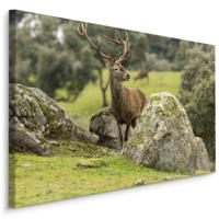 Schilderij - Hert tussen de Rotsen, Premium Print, 5 maten - thumbnail