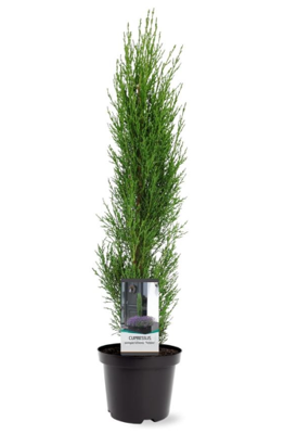 Cupressus sempervirens Totem 40-50 cm Conifeer Italiaanse cipres Warentuin Natuurlijk - Warentuin natuurlijk