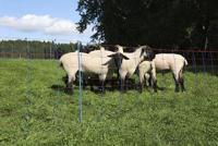 AKO schapennettitan premium 90cmx50m dubbel pen blauworanje - thumbnail