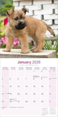Cairn Terrier Kalender 2026